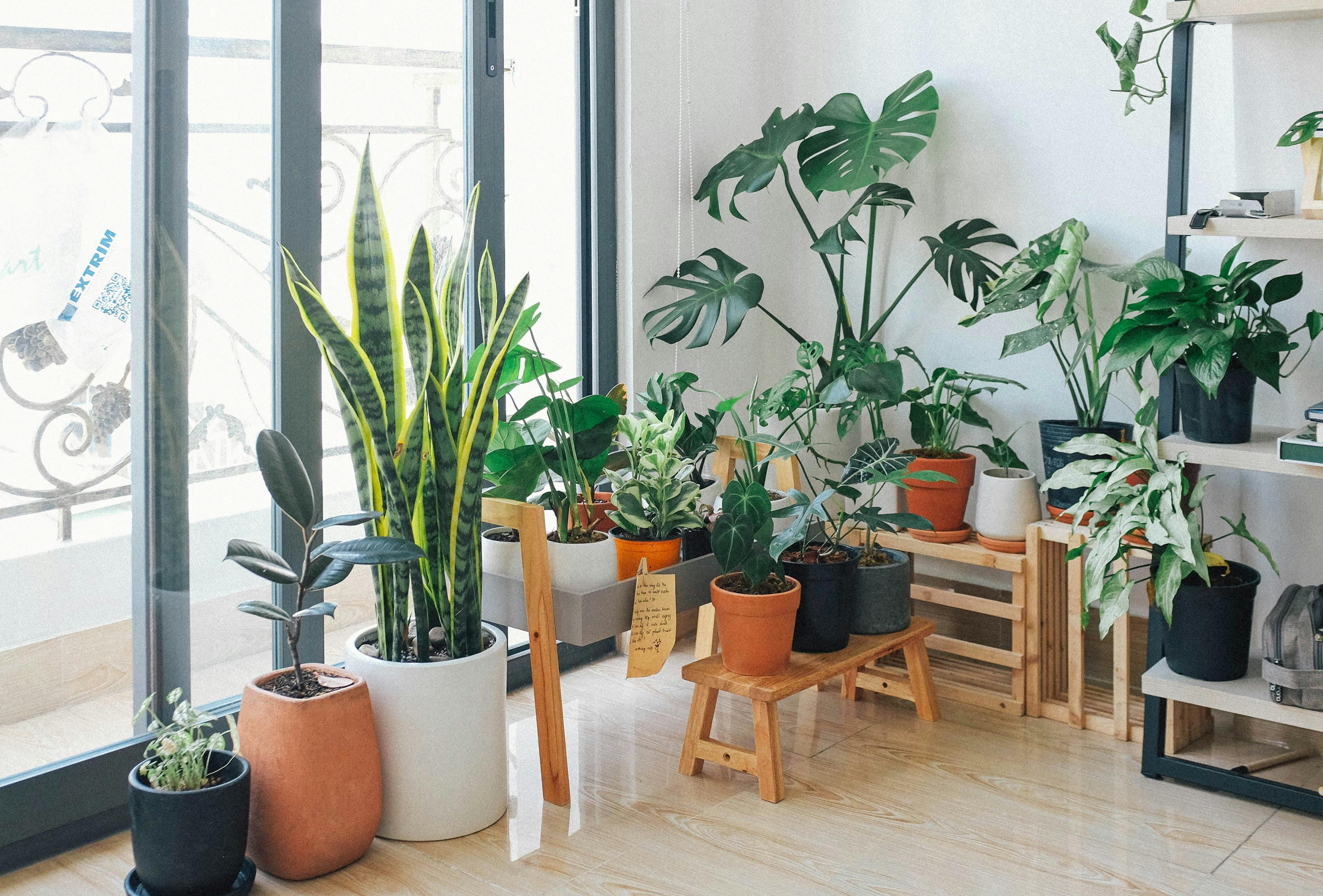 Indoor plants placed in decorative pots